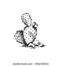 Vintage style image of cactus with massy fat leaves, engraving vector illustration isolated on white background. Desert cactus or cacti in etched old style.