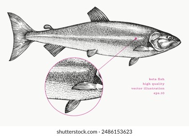 Vintage Style Keta Illustration. Vector Hand Drawn Fish. High Quality Old Fashion Image