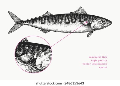 Vintage Style Mackerel Illustration. Vector Hand Drawn Fish. High Quality Old Fashion Image