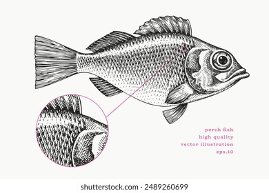 Vintage Style Perch Illustration. Vector Hand Drawn Fish. High Quality Old Fashion Image