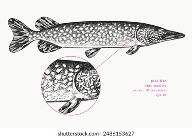 Vintage Style Pike Illustration. Vector Hand Drawn Fish. High Quality Old Fashion Image