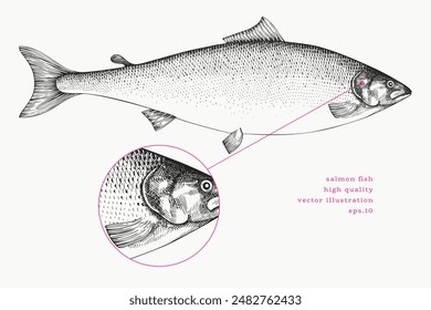 Vintage Style Salmon Illustration. Vector Hand Drawn Fish. High Quality Old Fashion Image