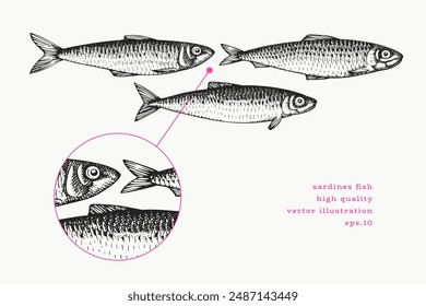 Vintage Style Sardines Illustration. Vector Hand Drawn Fish. High Quality Old Fashion Image