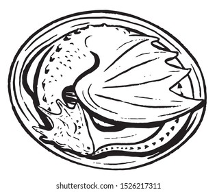 Vintage style vector illustration. Sleeping dragon in an egg. Hand drawn fantastic graphic picture. Sketches of  mythical animals. Design element for poster, print, postcard, t-shirt etc.