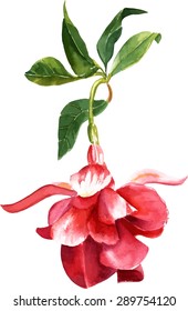 A vintage style watercolour drawing of a fuchsia flower, scalable vector graphic