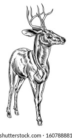 A vintage style woodcut deer illustration of a buck or stag proudly standing and looking into the distance