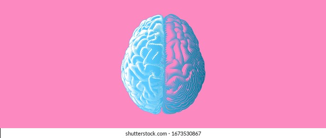 Vintage stylized engraved drawing hemispheres of human brain separation left and right with blue and pink color tone vector illustration isolated on pink background