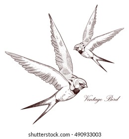 Vintage Swallow  Bird