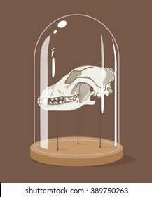 Vintage Taxidermy Animal Skull In Bell Jar. Vector Illustration.