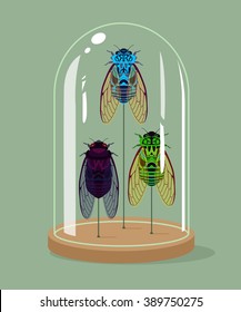 Vintage Taxidermy Cicadas Collection In Bell Jar. Vector Illustration.