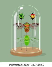 Vintage Taxidermy Cicadas And Shield Bugs Collection In Bell Jar. Vector Illustration. Insects Protection Concept.