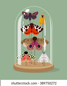 Vintage Taxidermy Moths Collection In Bell Jar. Vector Illustration. Insects Protection Concept.