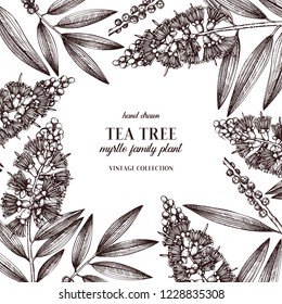 Vintage tea tree frame. Hand drawn tea tea olive sketches on white background. Cosmetics and medical plant design template. Vector botanical illustration.