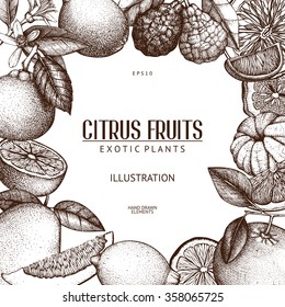 Vintage template. Ink hand drawn design with citrus fruits isolated on white background. Vector illustration of highly detailed citrus fruits sketch