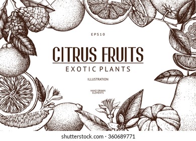 Vintage template. Ink hand drawn design with citrus fruits isolated on white background. Vector illustration of highly detailed citrus fruits sketch