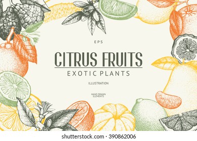 Vintage template. Ink hand drawn design with citrus fruits in pastel colors. Vector illustration with highly detailed citrus fruits sketch