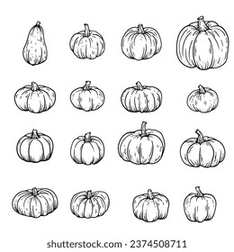 Vintage Thanksgiving collection of hand drawn line sketches, cute pumpkins, gourds. Ideal for autumn decor and retro autumn design, essence of the season. Not AI