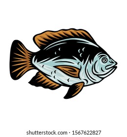 Vintage Tilapia fish retro roasted coffee beans isolated vector illustration on a white background. Design element for logo, badge, banner, poster.