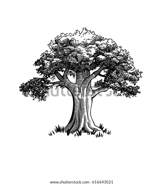 Vintage Tree Illustration Stock Vector (Royalty Free) 616643021 ...