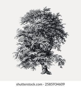 Vintage tree illustration, vector element.