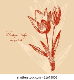 Vintage tulip background