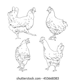  Vintage typographic hand-drawn sketch. Set of a hand drawn chicken and rooster.
