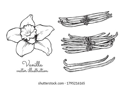 Vintage vanilla flower and vanilla sticks bunches collection line vector illustration