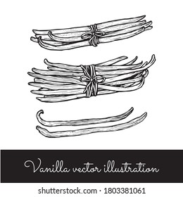 Vintage vanilla sticks bunches collection line vector illustration