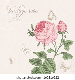 Vintage vector background with blooming pink rose with dragonfly and white butterflies on a light gray background. Classic.