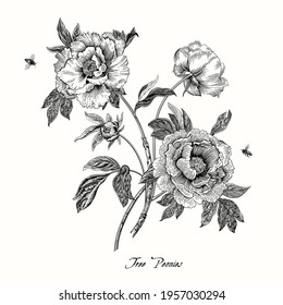 Vintage vector botanical floral illustration. Tree Peonies. Black and white