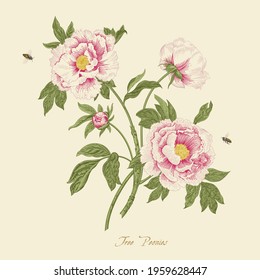 Vintage vector botanical floral illustration. Tree Peonies. 