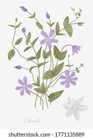 Vintage vector botanical illustration. Clematis. 