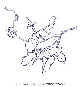 Vintage vector botanical illustration. Convolvulus tricolor. Ipomoea purga (morning glories).Eps 10. Vector illustration.