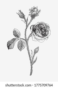 Vintage vector botanical illustration. Moss Province Rose. Black and white