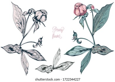 Vintage vector botanical illustration with peony flower bud