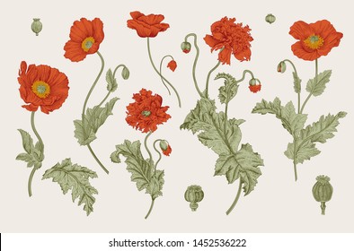 Vintage vector botanical illustration. Red Poppies.
