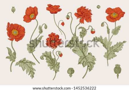 Vintage vector botanical illustration. Red Poppies.
