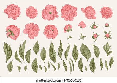 Vintage vector botanical illustration. A set of independent elements. Flowers, buds and leaves of peonies.