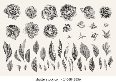 Vintage vector botanical illustration. A set of independent elements. Flowers, buds and leaves of peonies. Black and white