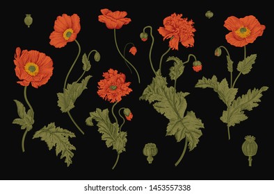 Vintage vector botanical illustration. Set. Red Poppies. 
