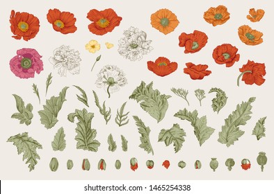 Vintage vector botanical illustration. Set. Poppies of various varieties. Flowers, leaves, buds