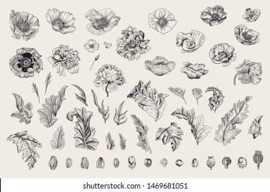 Vintage vector botanical illustration. Set. Poppies of various varieties. Flowers, leaves, buds. Black and white
