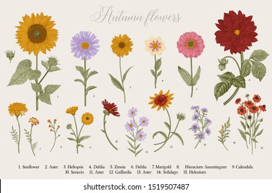 Vintage vector botanical illustration. Set. Autumn flowers. Colorful