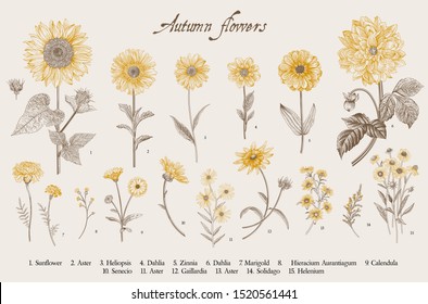 Vintage vector botanical illustration. Set. Autumn flowers. Brown and yellow
