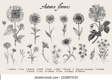 Vintage vector botanical illustration. Set. Autumn flowers. Black and white