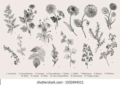 Vintage vector botanical illustration. Set. Autumn flowers and twigs. Black and white