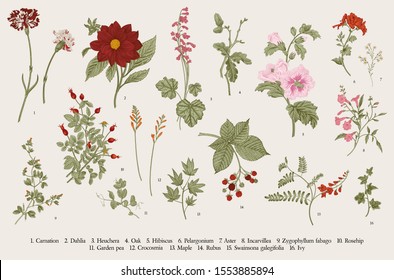 Vintage vector botanical illustration. Set. Autumn flowers. Colorful