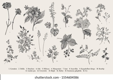 Vintage vector botanical illustration. Set. Autumn flowers. Black and white