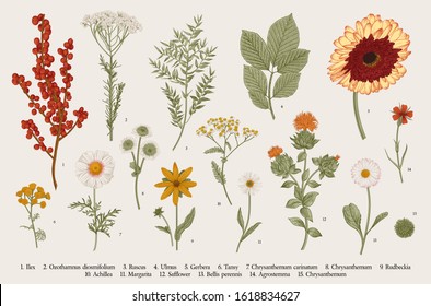 Vintage Vector Botanical Illustration. Set. Autumn Flowers, Berry And Leaves. Colorful