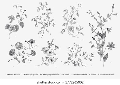 Vintage vector botanical illustration. Set. Climbing plants. Black and white